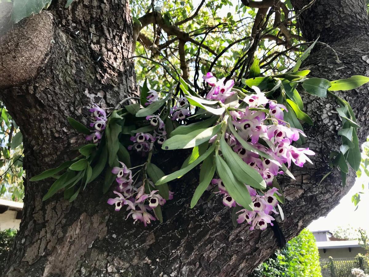 Gasthuis Chocolate Orchid Witrivier